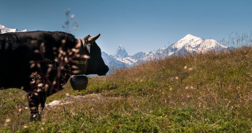 Hotel Slalom Bettmeralp Ngoại thất bức ảnh